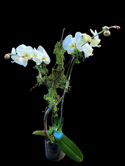 Double Orchid