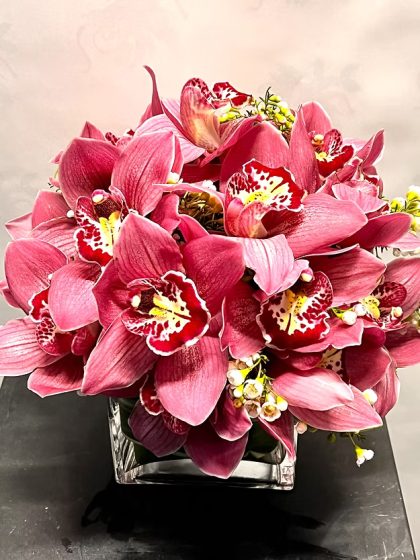 Cymbidium Cube