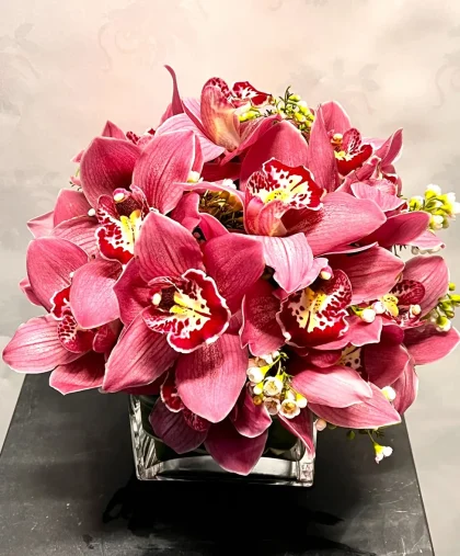 The Cymbidium Cube
