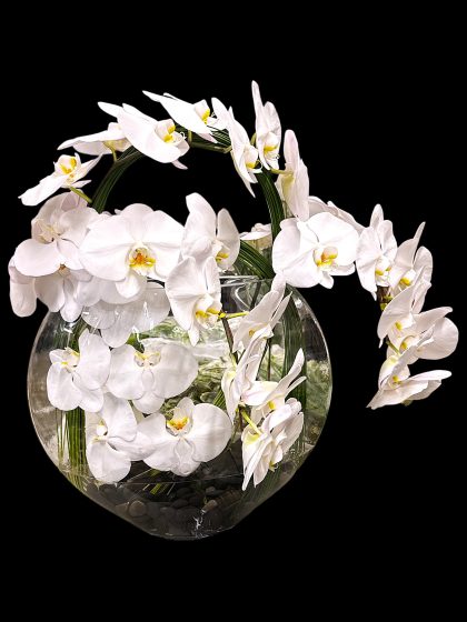 White Phals