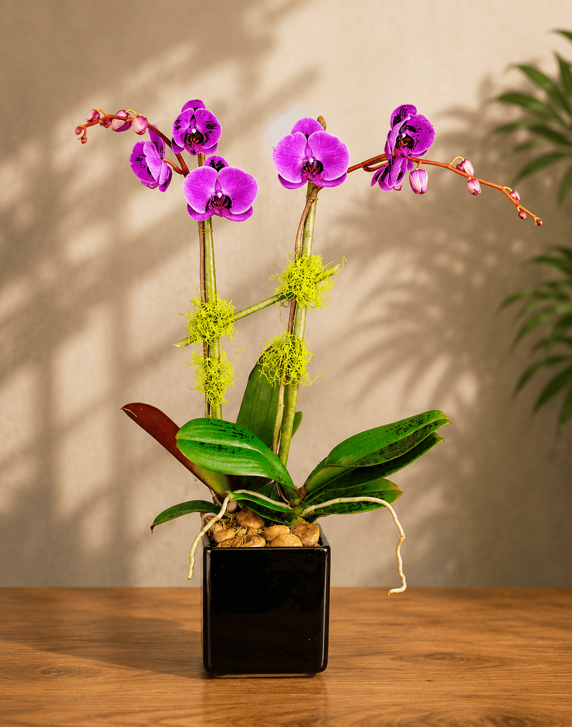 Double Orchid Lavender or White - Image 2