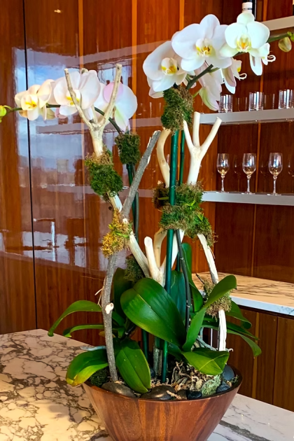 Triple Orchid Plant