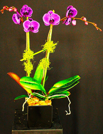 Double Orchid Lavender or White